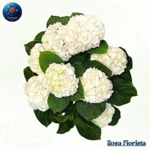 Elegant Rose Bouquet – Demo Product 7