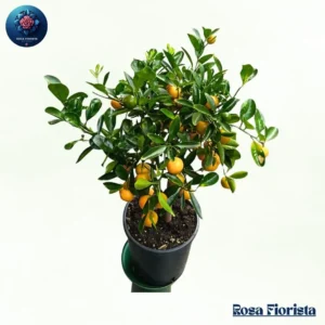 Mandarine Pianta elegant citrus plant symbolizing freshness and energy perfect natural home decor plant in Milano