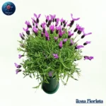 Vironika pianta elegant green indoor plant symbolizing freshness and calm perfect natural home decor in Milano