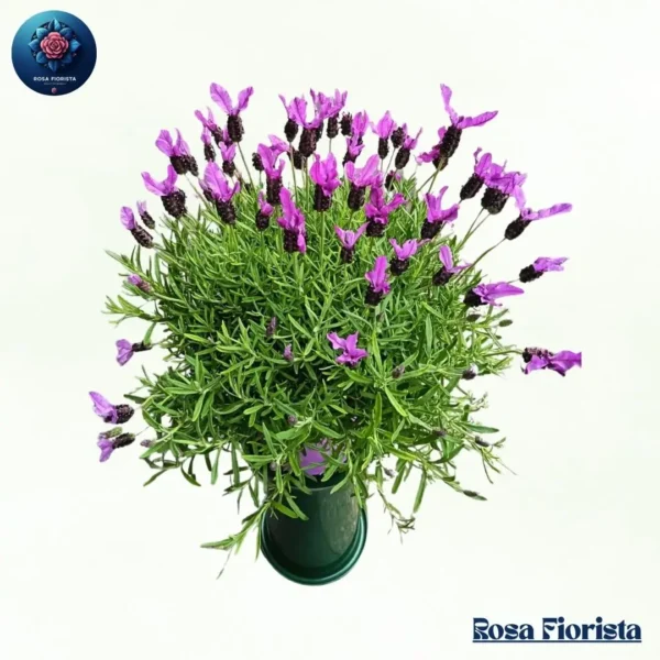 Vironika pianta elegant green indoor plant symbolizing freshness and calm perfect natural home decor in Milano