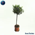 Olivoay Pianta elegant olive plant symbolizing peace and nature perfect luxury home decor plant in Milano