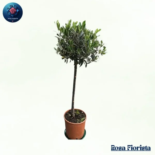 Olivoay Pianta elegant olive plant symbolizing peace and nature perfect luxury home decor plant in Milano