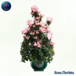 Largae Azalea elegant azalea flower bouquet symbolizing beauty and love perfect luxury gift in Milano