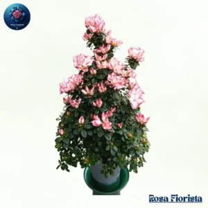 Largae Azalea elegant azalea flower bouquet symbolizing beauty and love perfect luxury gift in Milano
