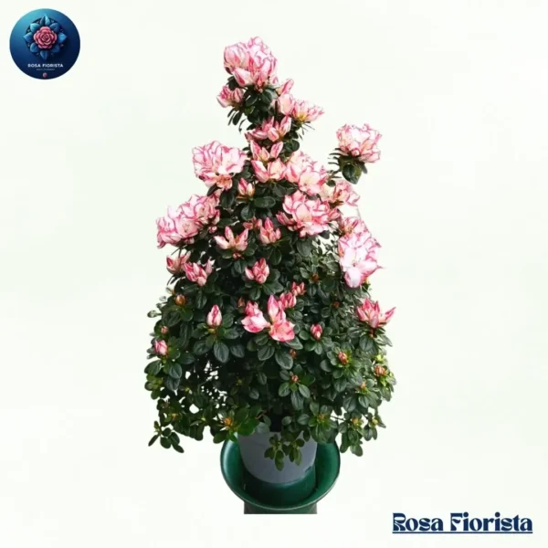 Largae Azalea elegant azalea flower bouquet symbolizing beauty and love perfect luxury gift in Milano
